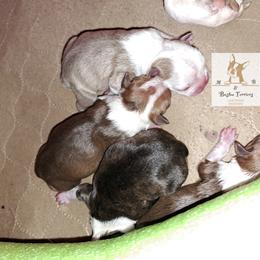 Boston Terrier Puppies from M&Bs Boston Terriers