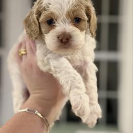 Romeo - Red and white male Cockapoo puppy in Advance, North Carolina from Rome & Reign Farm