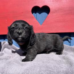 Mr  Orange Collar - Brindle male Dachshund puppy in Willow Springs, Missouri from Krazy Acre Farm