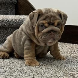 Bulldog Puppies from Gavier’s Classy Bulldogs
