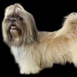 Aslan - Shih Tzu