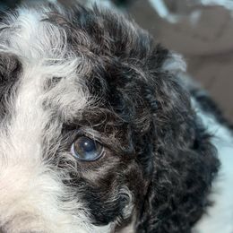 Goldendoodle and Poodle Puppies from Corbin’s Southern Curl’s