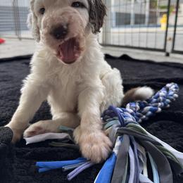 Chocolate Boy - Brown and white male Sheepadoodle puppy in Kissimmee, Florida from Sunflower Family Farms