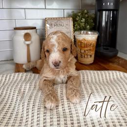 Latte - Apricot female Goldendoodle puppy in Los Angeles, California from Canary Pawlm Doodles