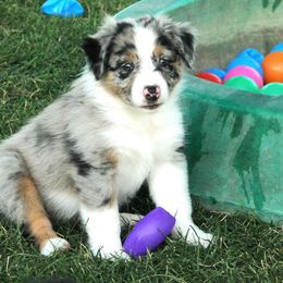 Australian Shepherd Puppies from Sliding S Australian Shepherds