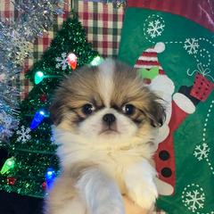 Male red sable - Red and white male Japanese Chin puppy in Salem, Oregon from Chinnychinchinofsalem