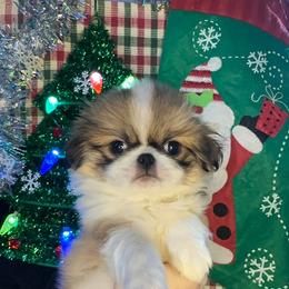 Male red sable - Red and white male Japanese Chin puppy in Salem, Oregon from Chinnychinchinofsalem