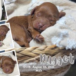 Nugget - Red male Cavapoo puppy in El Dorado Springs, Missouri from Cavish's Missouri Cavaliers, Cavapoos, and Miniature Poodles
