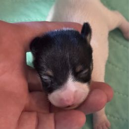 Boy 2 - White black and tan male Toy Fox Terrier puppy in Briggs, Texas from TAC Team Kennels