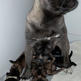 Lila - Pug
