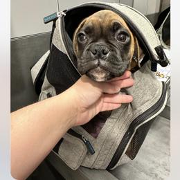 Boxer Puppies from Sergeant's Boxers