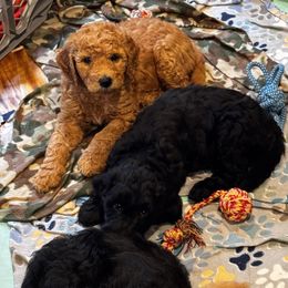 Goldendoodle Puppies from Dani’s Doodles