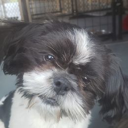 Wally - Shih Tzu