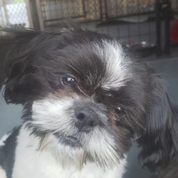 Wally - Shih Tzu