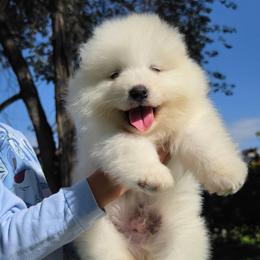 Roku - White and biscuit male Samoyed puppy in West Jordan, Utah from Rocky Mountain Samoyeds