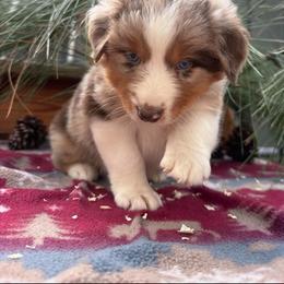 Sienna - Red merle female Australian Shepherd puppy in Boise, Idaho from Black Canyon Corral Aussies