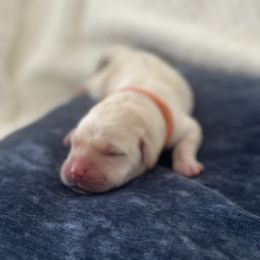 Girl 7 - female Labrador Retriever puppy in Temecula, California from Oak Valley Labradors