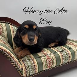 Henry the Ate - Black and tan male Dachshund puppy in Montevallo, Alabama from Mallard's Miniature Dachshunds