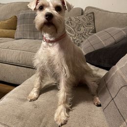 Daisy - Miniature Schnauzer