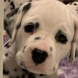 Dalmatians from Planett Dalmatians