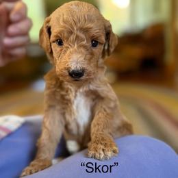 Skor - Apricot female Poodle puppy in St. Johnsbury, Vermont from Poodles of the Northern Woods