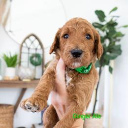 Ginger Ale - Red  male Poodle puppy in Mesa, Arizona from Desert Doodles
