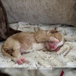 Latte - Caramel female Labradoodle puppy in Clovis, California from Delta Doodless