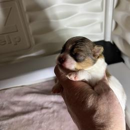 Boy 2 - Tri-colored male Pomeranian puppy in Maplefalls, Washington from Snow peak poms