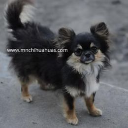Brody - Chihuahua
