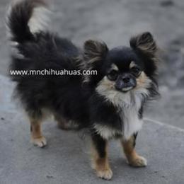 Brody - Chihuahua