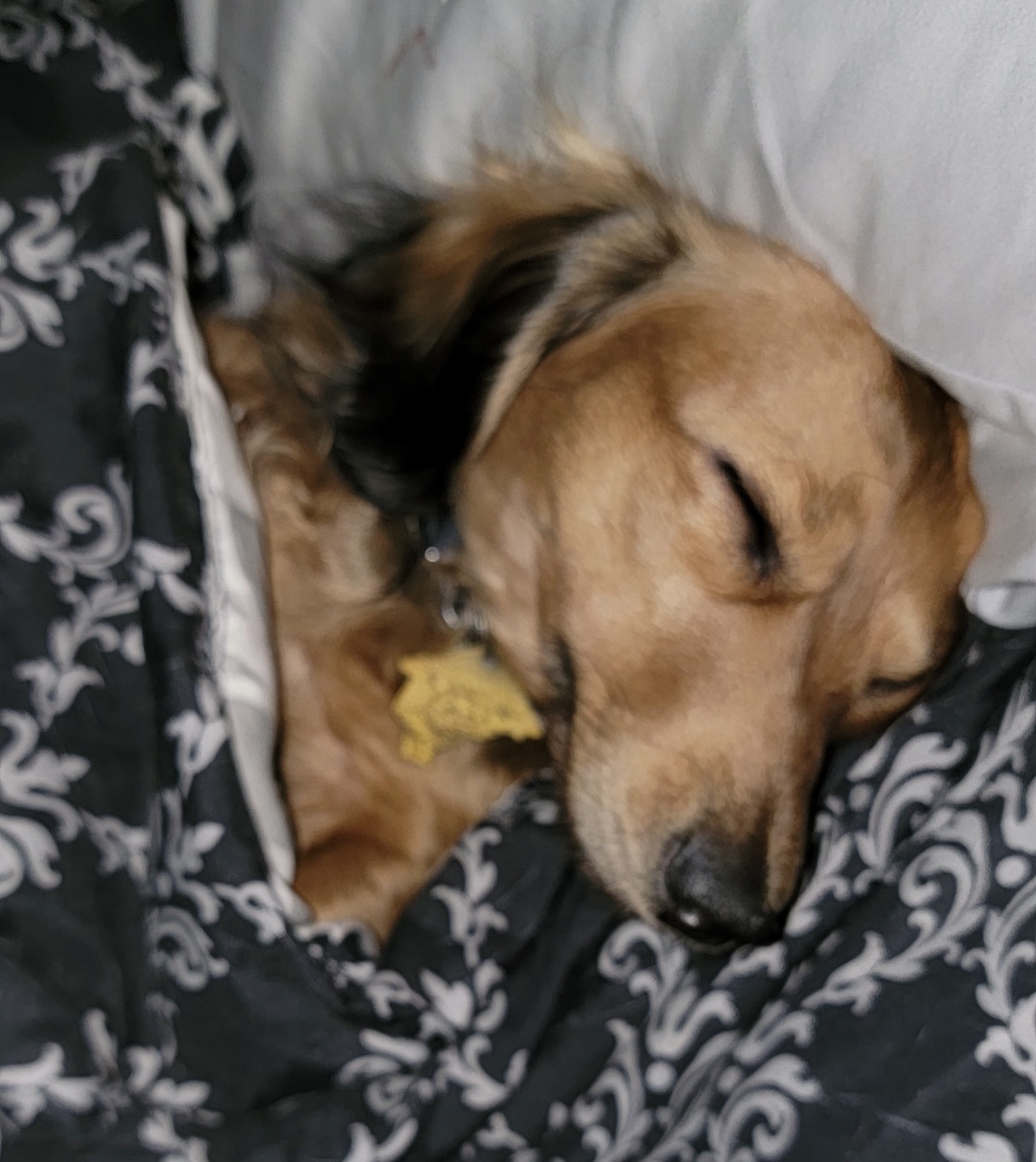 Dachshund Puppies from CLARK'S BREEDING PROGRAM