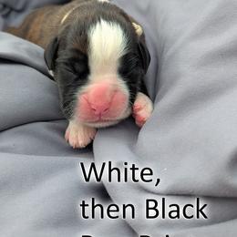 Vanellope - White Black Paw Prints - Brindle female Boxer puppy in Sherrill, Iowa from Balltown Boxers