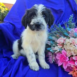 Oddie - Black and white male Saint Berdoodle puppy in Castle Rock, Washington from PNW Saint Berdoodles