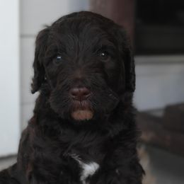 Labradoodle puppies from Texas Rose Doodles