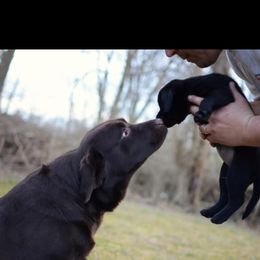 Labrador Retriever Puppies from Sound View Labradors East