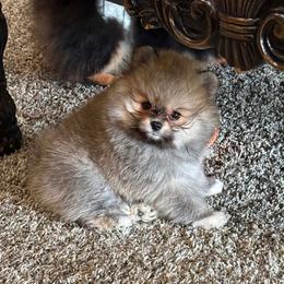 ABEL - Orange male Pomeranian puppy in Willis, Texas from Treasured Jewels Pomeranians