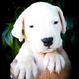 Pink collar (Ersa) - White female Dogo Argentino puppy in San Diego, California from Debonair Dogos