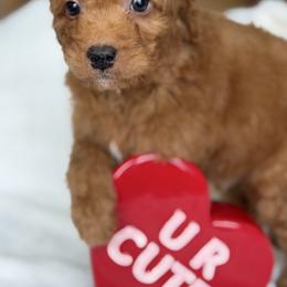 Tan paws - Red  male Goldendoodle puppy in Rush, New York from Care Bear Puppies