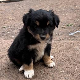 Bandit - Black tri male Miniature Australian Shepherd puppy in North Lakeport, California from Wild Rose Ranch