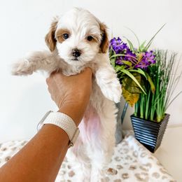 Darwin - Parti male Goldendoodle puppy in Pleasant Grove, Utah from Destination Doodles