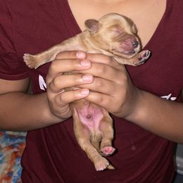 Golden Retriever Puppies from 13 GORGEOUS Goldens