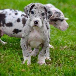Merle girl - Mantle merle female Great Dane puppy in Golconda, Illinois from Breken Great Danes