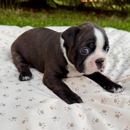 Ash - Boy 1 - Black brindle and white male Boston Terrier puppy in Charlotte, Michigan from Blue Diamond Danes