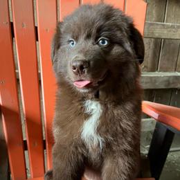 Spider-Man - Red & white male Australian Shepherd puppy in Whitwell, Tennessee from Owl Hollow Farm