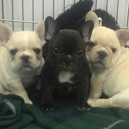 French Bulldog puppies from Jagster’s Bulldogs