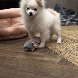 Johnny Bravo - Orange parti male Pomeranian puppy in Harrisonville, Missouri from Cindy's Pomeranians