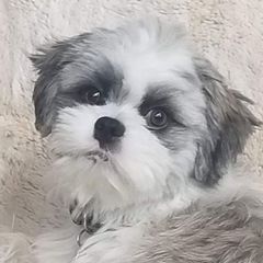 Boo - Shichon