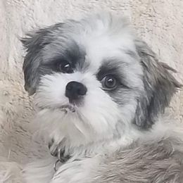Boo - Shichon