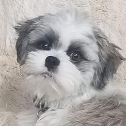 Boo - Shichon