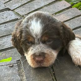 Lupin - Liver white and tan English Springer Spaniel puppy in Statesville, North Carolina from Rockin’ Slow Farms